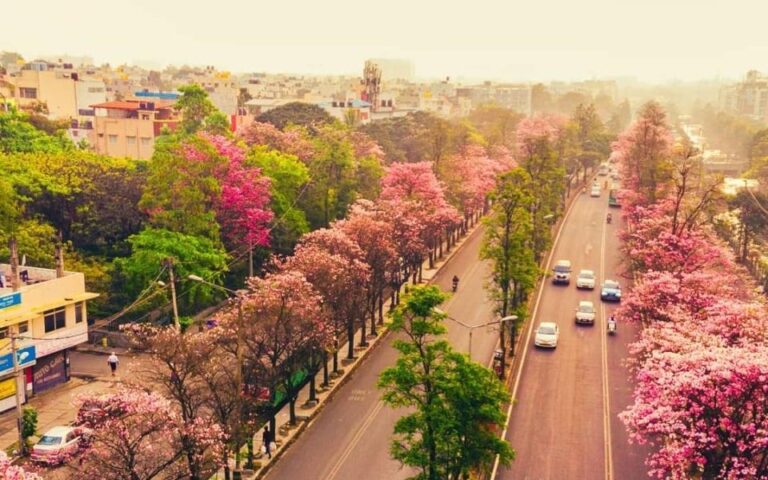 Bangalore Cherry Blossoms 2026