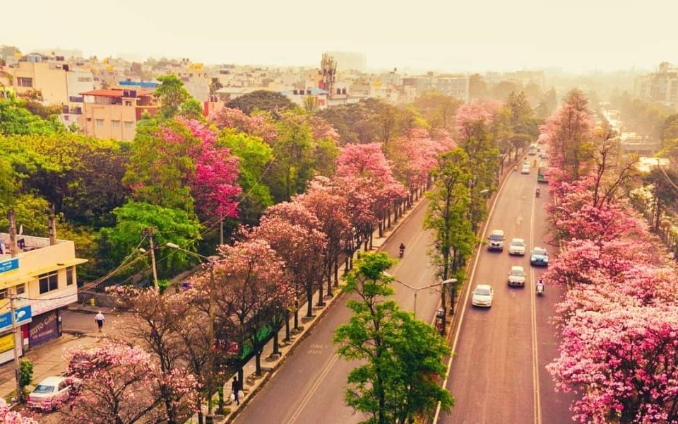 Bangalore Cherry Blossoms 2026