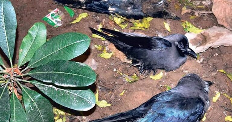 crow dying in TN Chennai and Cuddalore